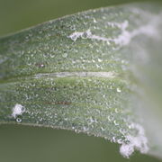 Tautropfen auf dem Blatt am Morgen. (Bild: W. Wohlers)