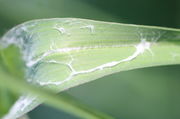 Meistens sind die Blätter unregelmäßig wollig behaart. (Bild: W. Wohlers)