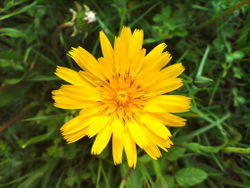 Wiesen-Bocksbart: Blüte – Fritzelblitz, CC BY-SA 3.0