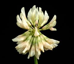 Weiß-Klee: Blüte – Frank Vincentz, CC BY-SA 3.0