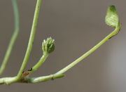 Blüten bilden sich in den Blattachseln. (Bild: W. Wohlers, JKI)