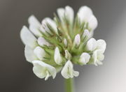 Die Kelchblätter sind zusammengewachsen und enden in grünen Spitzen. Die Kronblätter der Knospen sind häufig rosa. (Bild: W. Wohlers, JKI)