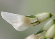 Die Blüte ist nur knapp 1 cm lang. Die roten Flecke der zusammengewachsenen Kelchblätter fallen immer auf. (Bild: W. Wohlers, JKI)