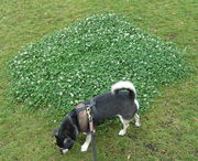 Eine Pflanze von 70 cm Durchmesser. Der Hund ist ein Chihuahua-Mischling: Oscar. (Bild: W. Wohlers)