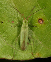 Trigonotylus caelestialium BugGuide77367.jpg