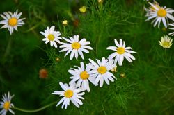 Geruchlose Kamille: Blüte – Radio Tonreg, CC BY-SA 2.0