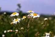 Geruchlose Kamille (Tripleurospermum inodorum; Foto: Thomas van Elsen)