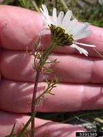 Tripleurospermum maritima IPM5391385.jpg