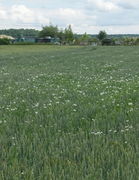 Nester der Geruchlosen Kamille in einem Weizenfeld. (Bild: W. Wohlers)