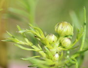 Die Stiele der Knospen strecken sich. (Bild: W. Wohlers)