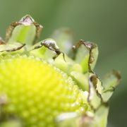 Unter den Hüllblättern beginnen die Zungenblüten zu wachsen. Pro Hüllblatt eine Zungenblüte. (Bild: W. Wohlers, JKI)