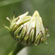 Die Zungenblüten entwickeln sich gerade zu voller Größe. (Bild: W. Wohlers, JKI) (Bild: W. Wohlers, JKI)