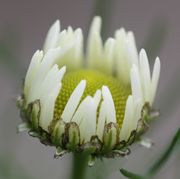 Die Zungenblüten richten sich auf. Die unterschiedliche Länge de Hüllblätter ist auch ein Zeichen für die Unterart maritimum. (Bild: W. Wohlers, JKI)