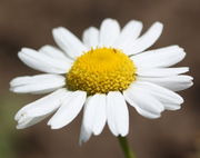 Die Zungenblüten stehen waagerecht, die ersten Reihen von Röhrenblüten haben sich geöffnet. (Bild: W. Wohlers, JKI)