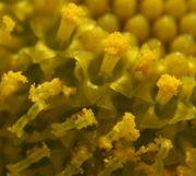 Oben wird der Pollen aus den Antherenröhren geschoben, und zwar von den Narben, die zweigespalten sind, siehe unten im Foto. (Bild: W. Wohlers, JKI)