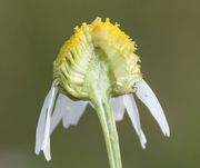 Die Böden der jungen Korbblüten sind nicht hohl wie die der Echten Kamille. (Bild: W. Wohlers, JKI)