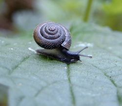 Gemeine Haarschnecke: Alttier (adult) - Snailmail, CC BY 3.0