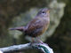 Zaunkönig (Troglodytes troglodytes), Foto von M. Nishimura