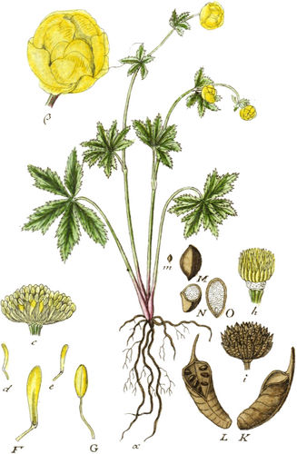 Originalbeschriftung (Tafel XIII.7. in Sturm 1800): »Fig.α Die ganze Pflanze β. Eine Blume. c. Die Staubgefäße und Honigbehältniſſe. d. Ein Honigbehältniß von der Seite. e. F. Ein anderes von vornen, mit dem Loch am Grunde. G. Ein Staubgefäß. h. Die Stempel. i. Die ganze Frucht. K. Eine Kapsel von der Seite. I. Eine andere aufgeſprungene von vornen. m. M. Ein Saamen. N. Derſelbige die Queere, und O. der Länge nach durſchnitten.«