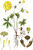 Trollius europaeus (Sturm Abt.1, Bd.2, 1800, BHL-148190, Tafel XIII.7.) clean, no-description.jpg
