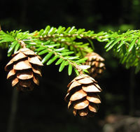 Zapfen von Tsuga canadensis