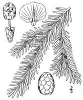 Kanadische Hemlocktanne (Tsuga canadensis)