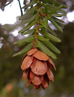 Zapfen von Tsuga heterophylla