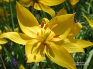 Tulipa sylvestris L. subsp. sylvestris