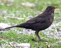 Female of Blackbird (Turdus merula) in spring