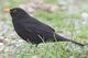 Männliche Amsel (Turdus merula) im Frühjahr, Foto von T. Trilar