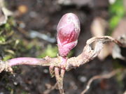 Im Frühjahr beginnen die Knospen an den Wurzelausläufern des Vorjahres zu treiben. (Bild: W. Wohlers, JKI)