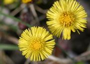 Die Blüten sind 2 bis 3 cm im Durchmesser. (Bild: W. Wohlers, JKI)