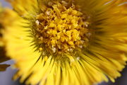 Der Pollen bleibt auf den Blüten kleben oder fällt in Klumpen herunter. (Bild: W. Wohlers, JKI)