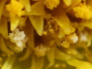 Bei voll erblühten Körben fällt der weiße Pollen auf. Er bleicht aus. (Bild: W. Wohlers, JKI)