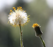 Der Korb öffnet sich völlig, die Samen bilden eine Kugel, bei der die vertrockneten Zungenblüten und Röhrenblüten noch zu erkennen sind. (Bild: W. Wohlers, JKI)