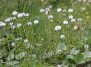 Eine Wiese mit Huflattich ist gleich zu erkennen. (Bild: W. Wohlers, JKI)