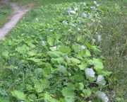 Im Sommer und Herbst fällt Huflattich durch Areale von großen Blättern auf, hier am Feldrain. (Bild: W. Wohlers, JKI)