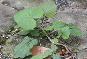 Auch zwischen Pflastersteinen kann man Huflattich finden, meistens im Schatten. (Bild: W. Wohlers, JKI)