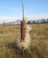 Typha latifolia 3 (G. Nitter).jpg