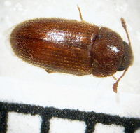 Typhaea stercorea1.jpg