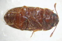 Typhaea stercorea2.jpg