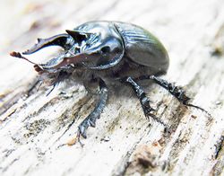 Stierkäfer: Männchen - Siga, CC BY-SA 3.0