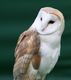 Schleiereule (Tyto alba), Foto von Stevie B.