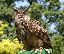 Uhu: Alttier (adult) - Achim Raschka, CC BY-SA 3.0