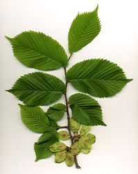 Bergulme: Frucht – MPF, CC BY-SA 3.0