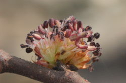 Bergulme: Blüte – HermannSchachner, CC0