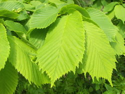 Bergulme: Laubblatt – Willow, CC BY-SA 3.0