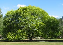 Bergulme: Pflanze – Melburnian, CC BY-SA 3.0