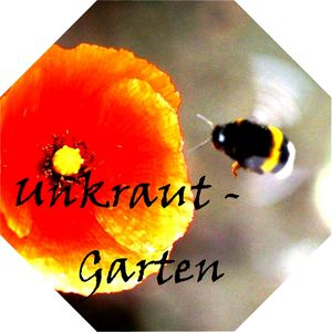 Unkrautgarten UFG 2 Worte P dubium Hummel hell IMG 8415 Wohlers.jpg