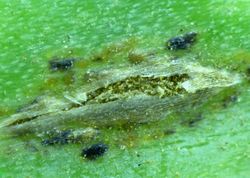 5. Uredinia with urediniospores and forming up Puccinia allii telia (Image by G. Pestsov).